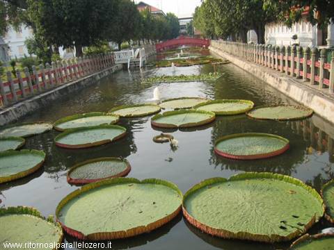 Water lilies