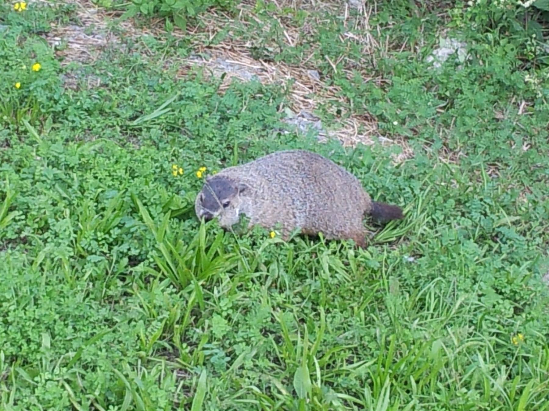 Groundhog grazing among green grass with small yellow flowers