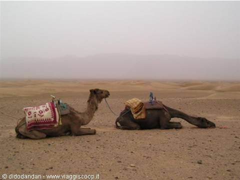 Two saddled camels resting on the sand beneath a hazy sky