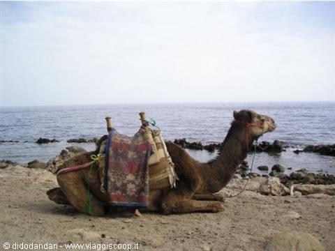 Saddled camel lying on a rocky beach by the choppy sea