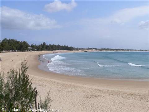 Golden sandy beach with white waves, pine trees and bathers under blue sky