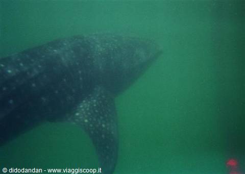 Whale shark swims through green water, fins and white spots visible