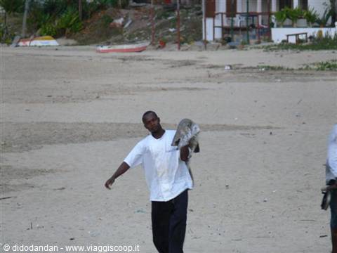 Man in white T-shirt walks on the beach carrying his catch