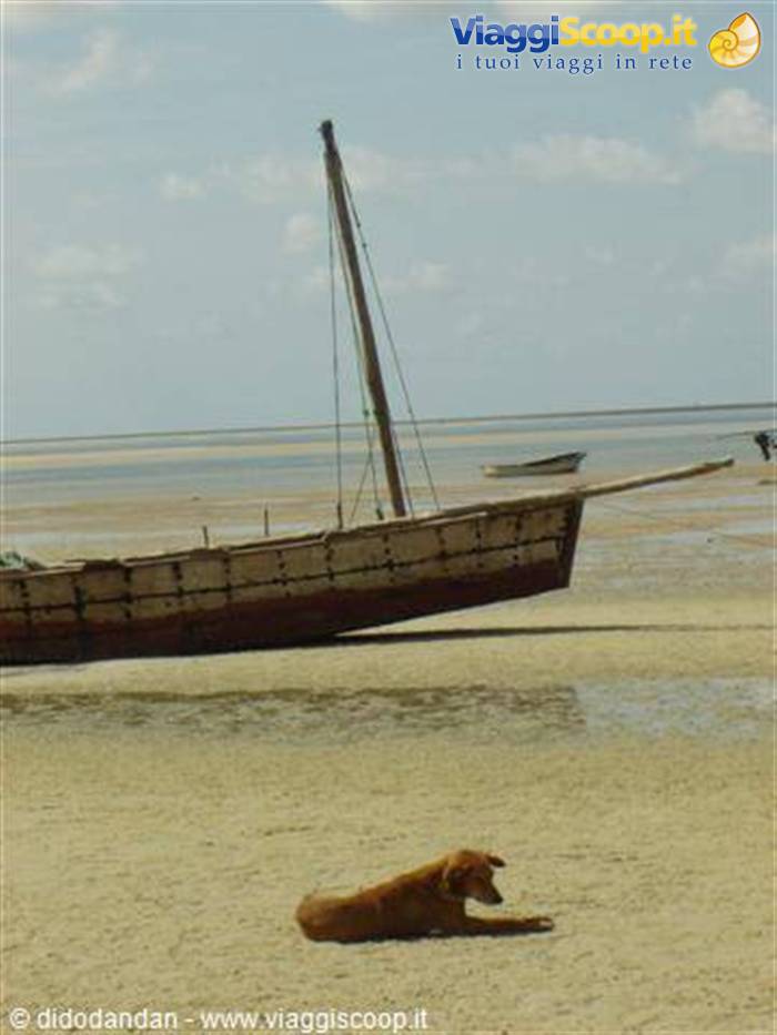 Dog lying on the sand beside a sailing dhow resting on the shore