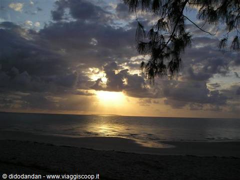 Casuarina branches over empty beach, low sun breaking through clouds