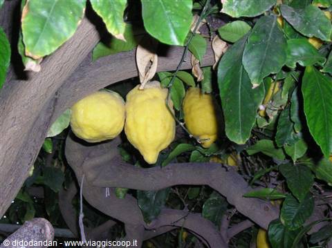 Large yellow lemons hanging among twisted branches and green leaves