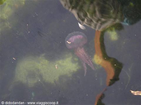Translucent purple jellyfish swims in dark green water with algae