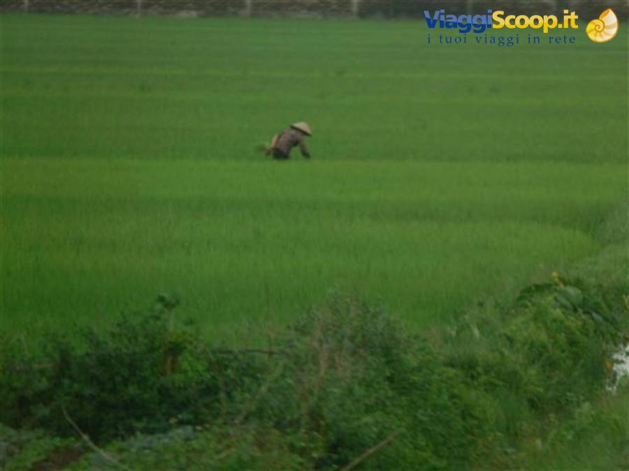 Farmer in straw hat bending over a green rice paddy