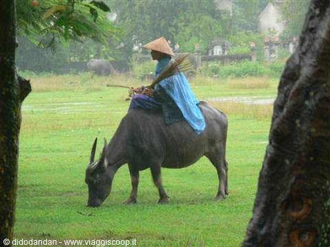 Farmer in straw hat riding a water buffalo across a green meadow
