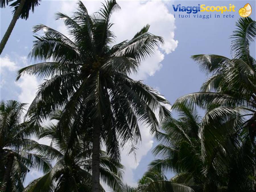 Coconut palms against a cloudy sky, seen from below