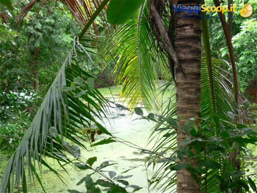 Algae-covered pond framed by palm trunks and tropical fronds