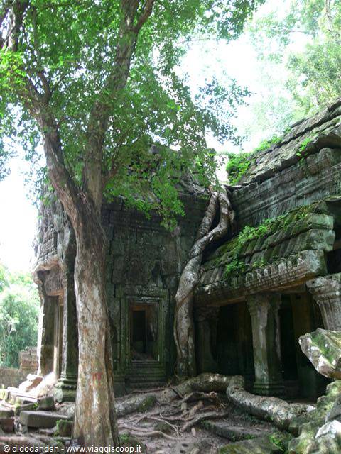 Tree roots wrap around the stone ruins of Ta Prohm temple