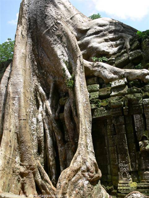 Giant banyan roots engulf the stone walls of Ta Prohm temple
