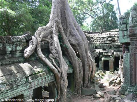 Giant tree roots swallowing the stone ruins of Ta Prohm temple