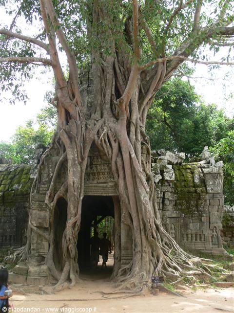 Giant tree roots swallow the stone gateway of Ta Prohm temple