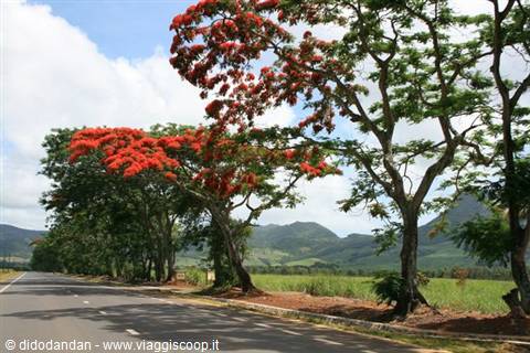 Flamboyant trees with red flowers line a road by green fields