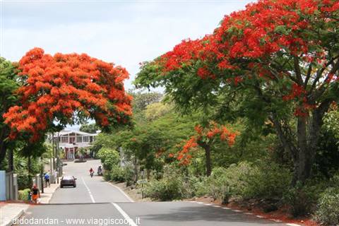 Red-flowering flame trees overhanging the asphalt road