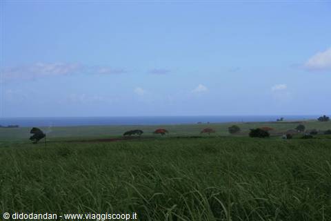 Green sugarcane field in front of the ocean, blue sky