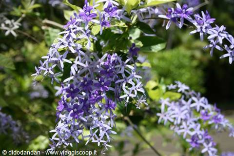 Clusters of purple and blue Petrea volubilis flowers in sunlight