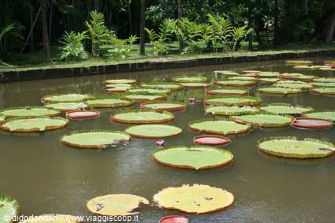 Giant Victoria water lilies floating on the pond of Pamplemousses botanical garden