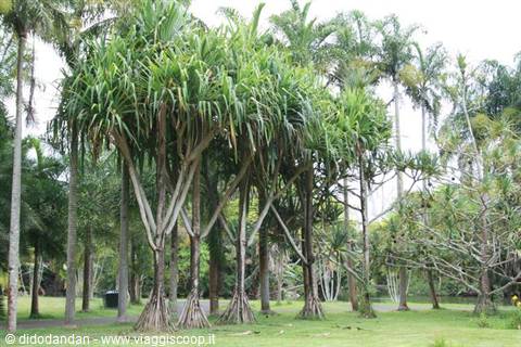 Pandanus tree with aerial roots in a tropical garden under bright sky