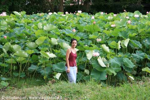 Smiling woman standing among a blooming lotus flower field