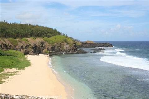 golden sand beach beneath low cliffs and pine forest, ocean waves breaking