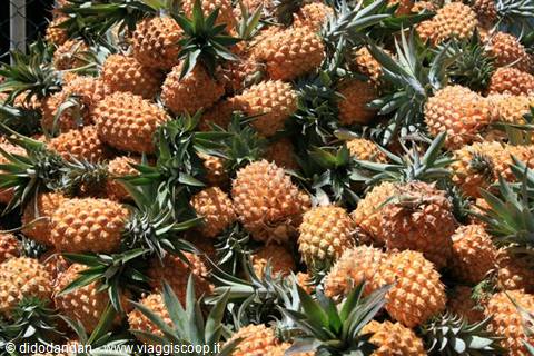 Pile of golden pineapples with green leaves in sunlight