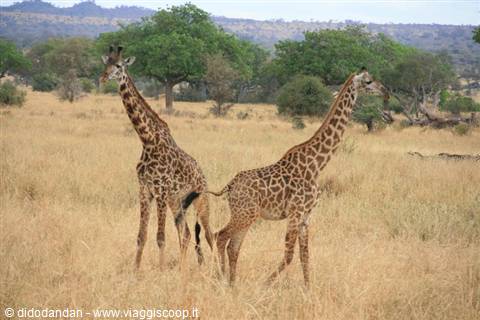 Due giraffe tra l'erba secca della savana del Tarangire