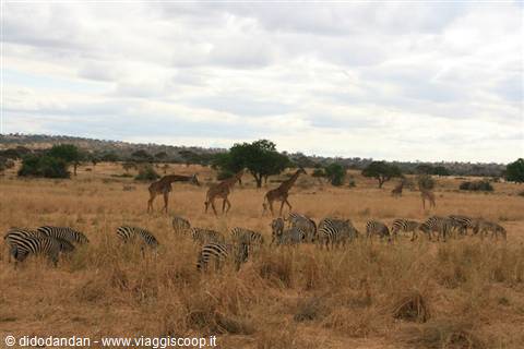 Giraffe e zebre pascolano nell'erba secca della savana del Serengeti