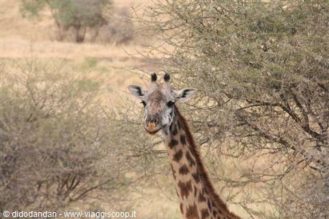 Giraffa tra gli acaci rustici della savana secca, Tarangire