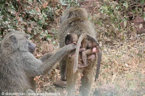 Babbuini tra la boscaglia, la madre porta il cucciolo aggrappato al ventre
