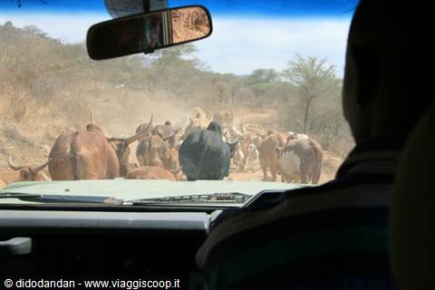 Zebu herd crossing the dirt road ahead of the safari jeep, dust and savanna