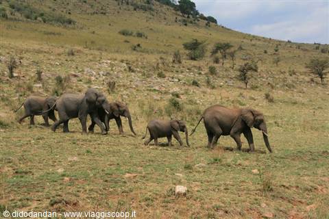 Herd of elephants with calves crossing the grassy savanna under daylight