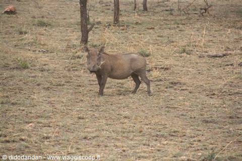 A warthog standing on dry savanna ground among sparse trees