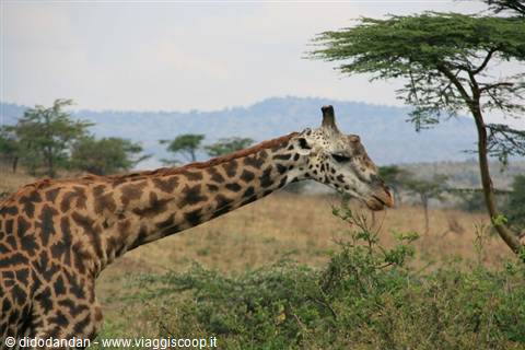 Giraffe browsing among acacias and bushes in the savannah