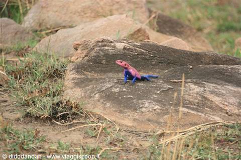 Red-headed blue-bodied lizard basking on grey rock among dry grass