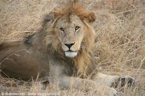 Male lion lying in dry grass, golden mane, staring at the camera