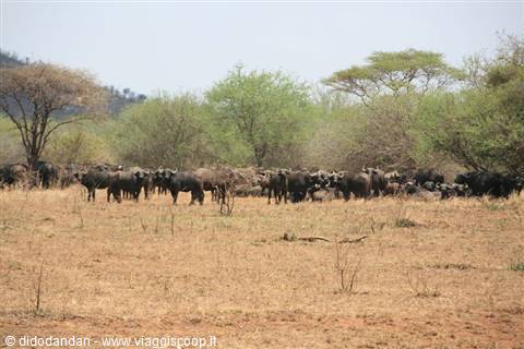 Herd of buffalo grazing among acacia trees on dry savanna