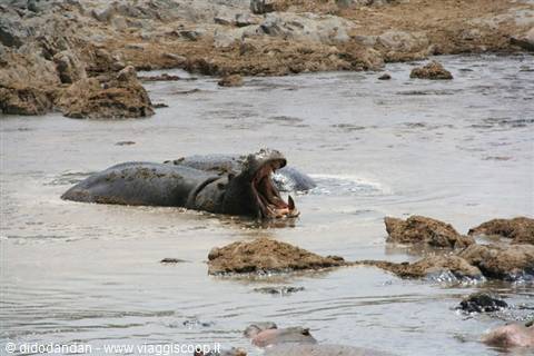 Hippopotamus yawning wide in muddy water among rocks, Serengeti