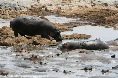 Hippos wallowing in muddy pond water, one walking out
