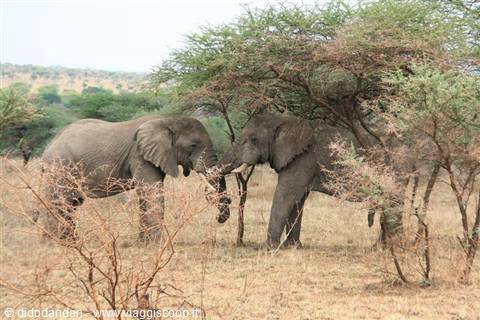 Two elephants touching trunks under acacia trees in dry savanna