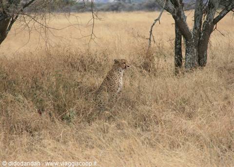 Cheetah among dry grass and acacia trees in the savannah