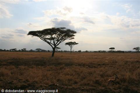 Gazelle in dry grass beneath acacia trees, cloudy savanna sky