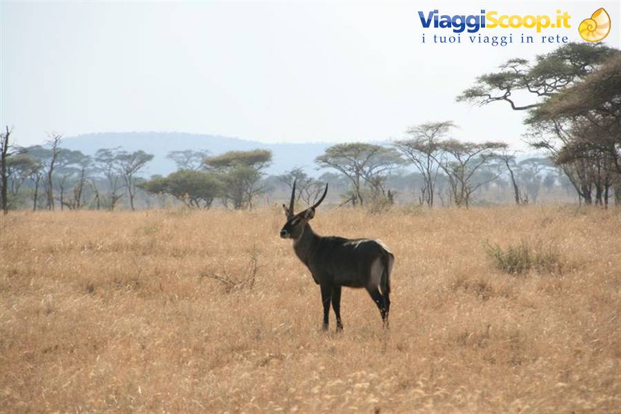 Horned antelope standing amid dry grass and acacia trees