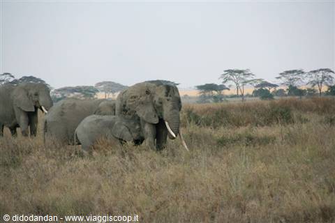 Elephant herd with calf walking through dry savanna grass, acacia trees behind