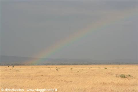 Rainbow over dry savanna, golden grass under grey sky