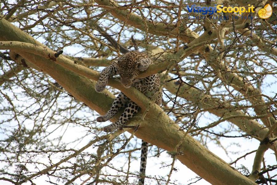 Leopard sleeping on an acacia branch, limbs dangling