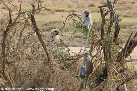 Vervet monkeys climbing dry acacia branches in the savanna