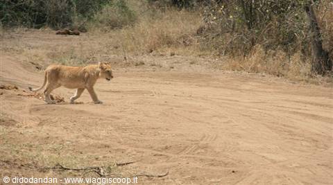 A young lioness walks across a dirt track among dry bushes